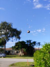 Close-up of bee flying against the sky