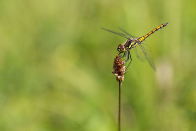 Close-up of insect on plant