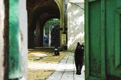 Dog in front of built structure
