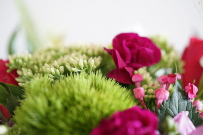 Close-up of pink flowering plants