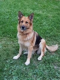 Portrait of dog sitting on field