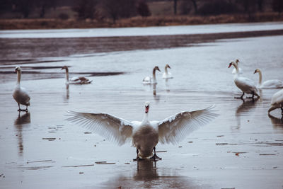 Flock of birds in lake