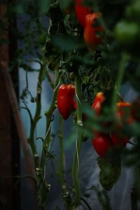 Close-up of cherries hanging on tree