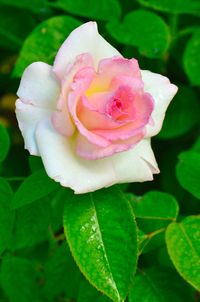 Close-up of pink rose