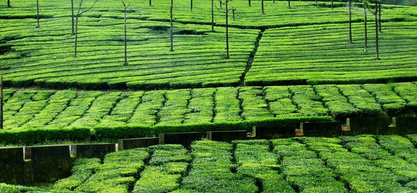 High angle view of tea plantation