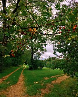 Trees on field against sky