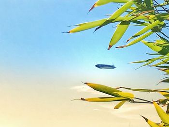 Low angle view of plant against clear blue sky