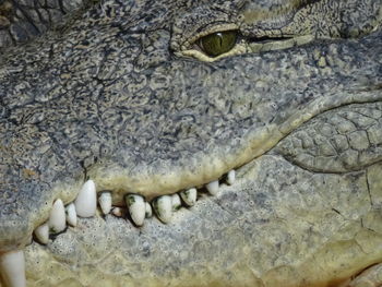 Close-up of a lizard