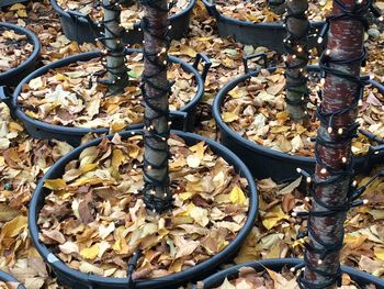 Autumn leaves on ground