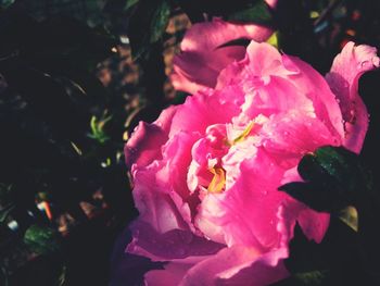 Close-up of pink hibiscus blooming outdoors