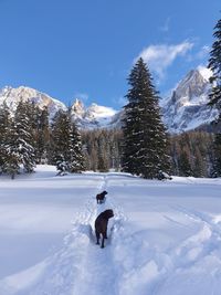 Dog on snow covered mountain against sky