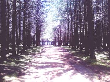 Road passing through forest