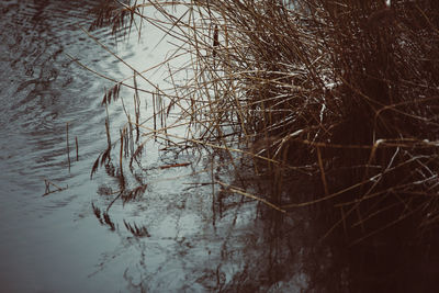 Bare tree in lake