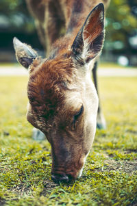 Close-up of deer grazing on field