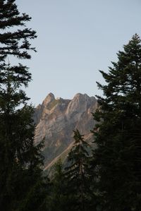 Low angle view of pine trees against sky