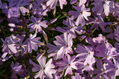 Close up of purple colored phlox flowers, phlox subulata