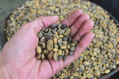 High angle view of hand holding raw coffee bean