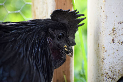 Close-up of a ayam cemani rooster