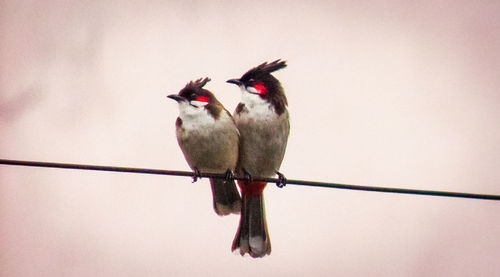 Low angle view of birds perching on pole against clear sky