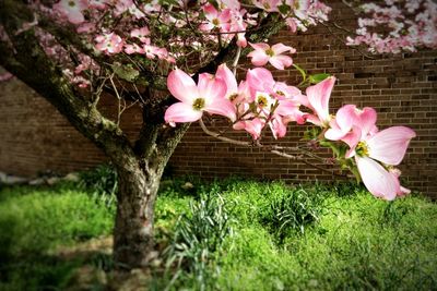 Close-up of pink flower tree