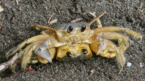 Close-up of crab on beach