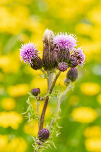 Close-up of purple thistle flowers