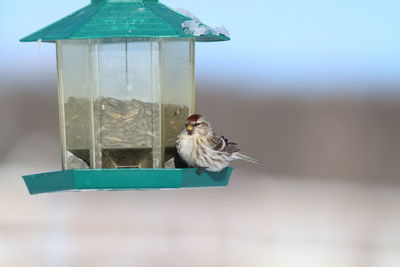 Close-up of bird perching on birdhouse