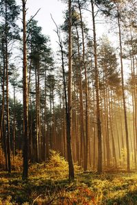 View of trees in forest