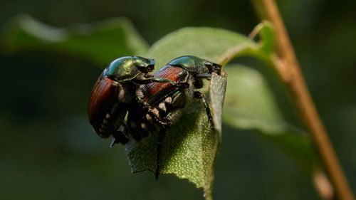 Close-up of insect on leaf