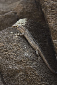 Close-up of lizard