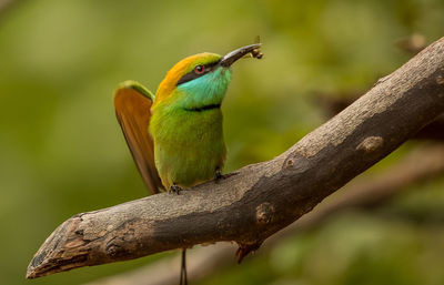 Close-up of bird perching on branch