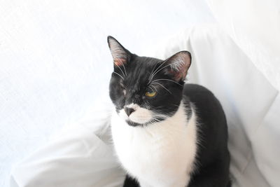 High angle view of cat relaxing on bed