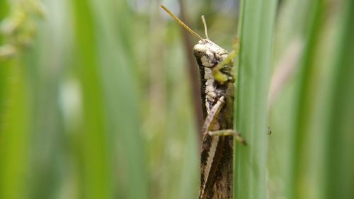 Close-up of insect on grass