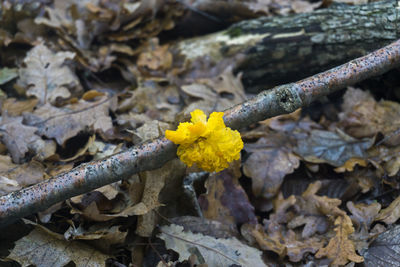 Close-up of yellow flowering plant