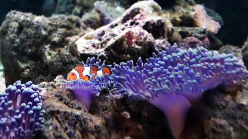 Close-up of fish in sea