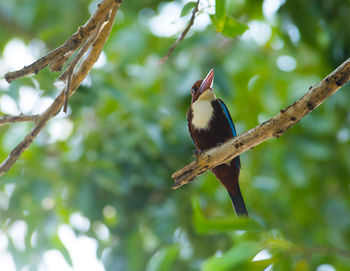 Low angle view of bird perching on tree