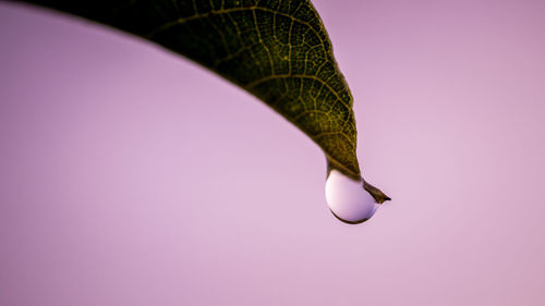 Close-up of a bird over pink background