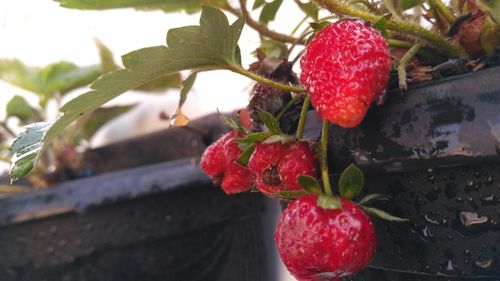 Close-up of strawberries