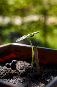 Close-up of plant growing on field