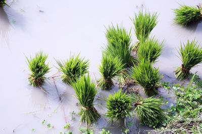 High angle view of plants growing on wet agricultural field