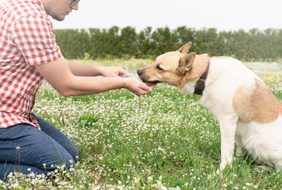 Hot day with dog. thirsty mixed breed shepherd dog drinking water from the plastic bottle his owner