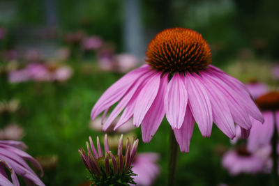 Close-up of pink flower