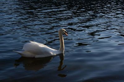 Swan floating on lake