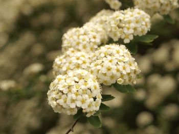 Close-up of white flowering plant