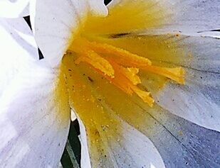 Close-up of yellow flower