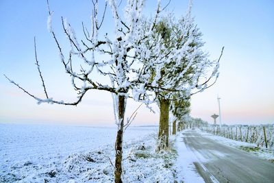 Bare tree by road against sky during winter