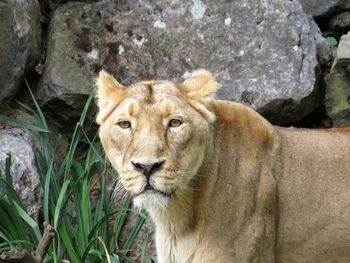 Lioness looking away