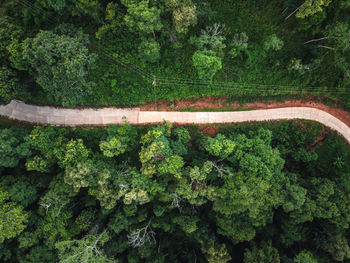 View of road amidst trees in forest