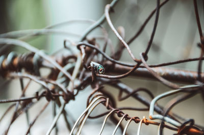 Close-up of insect on metal fence