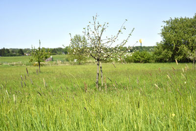 Scenic view of agricultural field against sky